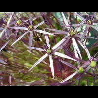 Allium Cristophii (fam. Liliacees)(Asie Centrale) (03)